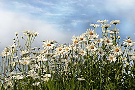 雛菊,leucanthemum,花