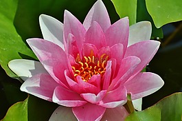 睡蓮,玫瑰,花