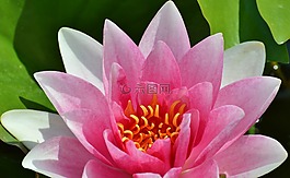 睡蓮,玫瑰,花