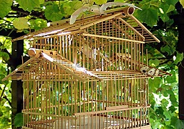 鳥籠,鳥類,竹