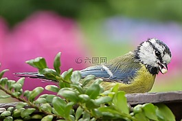 山雀,蓝雀,cyanistes 翅鸢