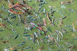 多彩,魚,海