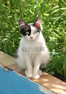 zizzillo,猫咪,动物