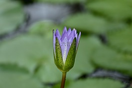 自來水廠,水中百合,花卉