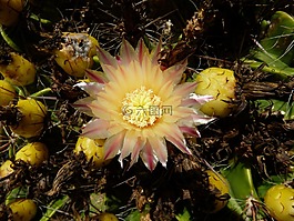 仙人掌,開(kāi)花,花