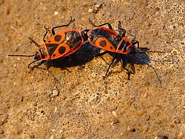 史密斯无翅,节肢动物,sześcionogi