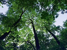 樹木,天空,高