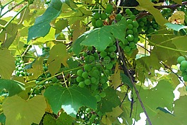 葡萄,綠色,食品