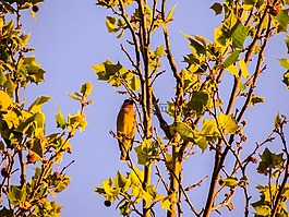 柏蠟翼,無花果樹,鳥