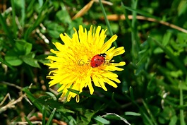 夫人,甲蟲，昆蟲,bug