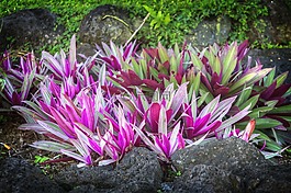 熱帶花園,花,植物