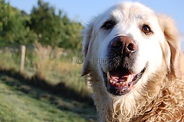 狗,goldenretriever,宠物