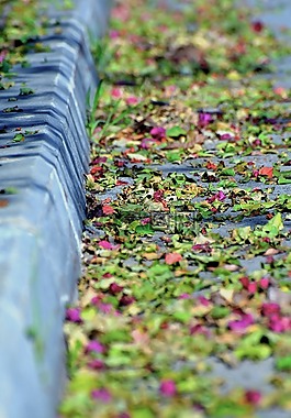 植物區(qū)系,花園,花