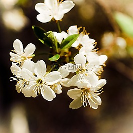 鮮花,春天,性質(zhì)