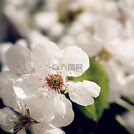 鮮花,春天,性質(zhì)