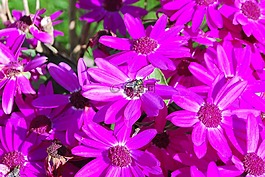 鲜花,飞,花