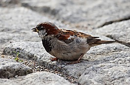鳥,麻雀,性質(zhì)