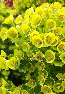 花,綠色,黃色