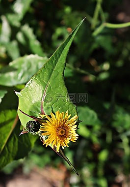 asteriscus maritimus,小花,黃