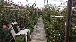 花園,玫瑰,浪漫