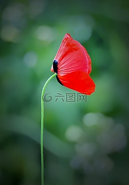 花,自然,植物區(qū)系