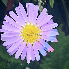 花,廠,粉紅色