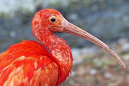 性質(zhì),動(dòng)物世界,鳥(niǎo)