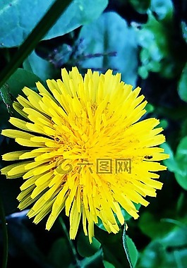 花,廠,黃色