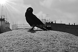 腐尸烏鴉,鳥類,鳥