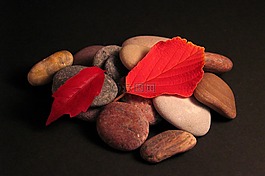 葉子,石頭,秋季