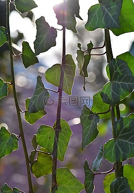 常春藤,葉子,廠