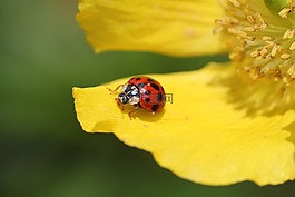 瓢蟲(chóng),花,開(kāi)花
