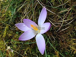 藏紅花,花,春天