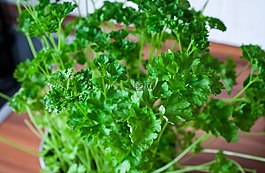 香菜,草藥,廠
