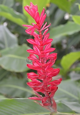 鮮花,植物,異國情調(diào)