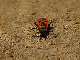 史密斯无翅,节肢动物,sześcionogi
