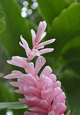 鮮花,植物,異國情調(diào)