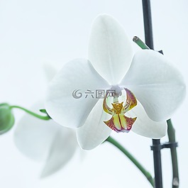 蘭花,白,花