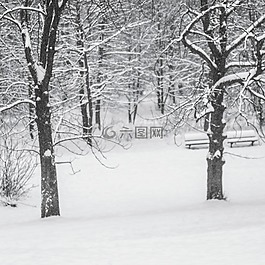 冬天,雪,樹(shù)