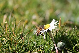 蜜蜂,花,普拉托