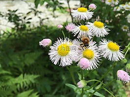 雛菊,蜜蜂,蕨類植物