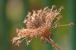 自然,植物區(qū)系,花