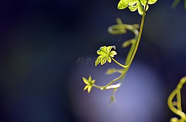 自然,花,植物区系