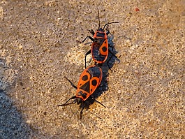 史密斯无翅,节肢动物,sześcionogi
