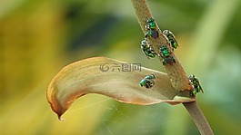 性質(zhì),戶外活動,野生動物