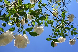 粉色,白,花