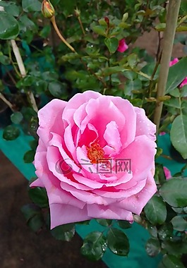 羅莎,花卉,植物