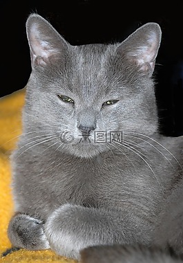 猫,灰色,小猫