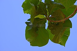 樹,天空,自然