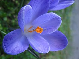 花,番紅花,春